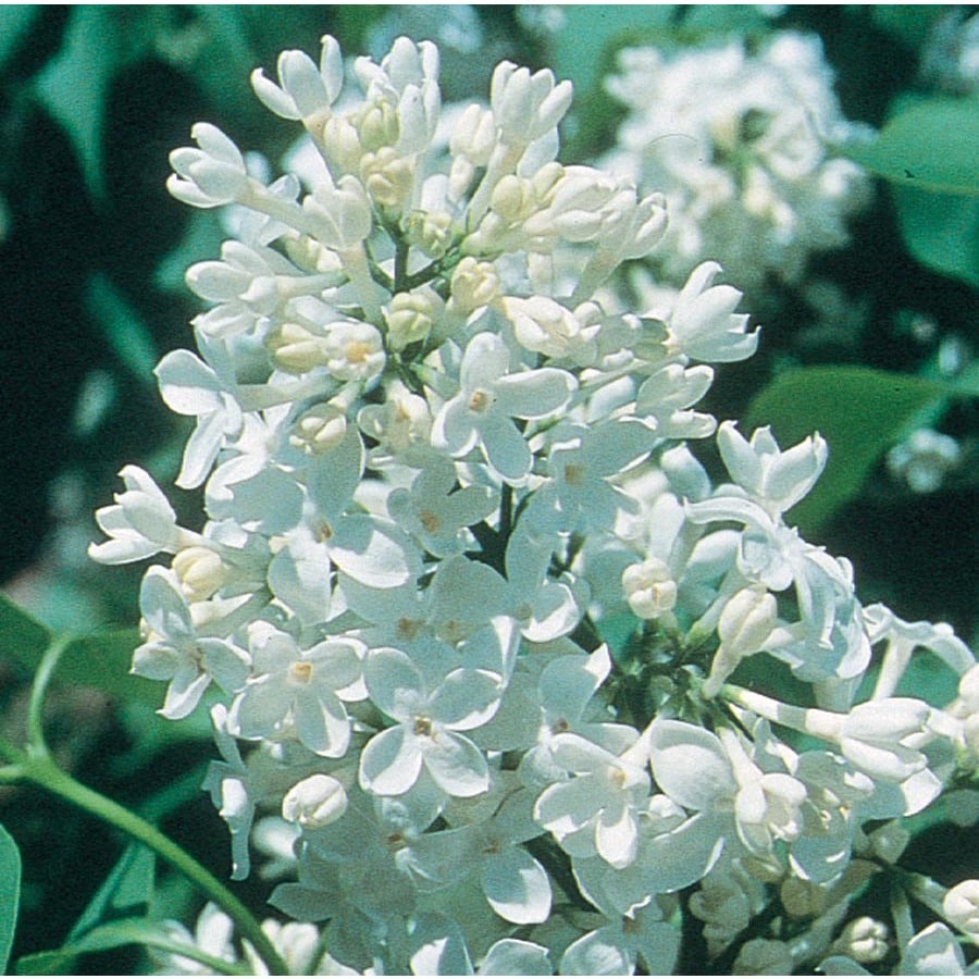 1.5-Gallon White Mount Baker Lilac Flowering Shrub in Pot (L2371) at ...