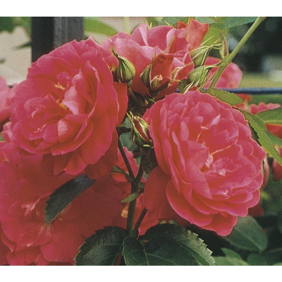 1.6-Gallon John Cabot Rose (L9794) at Lowes.com