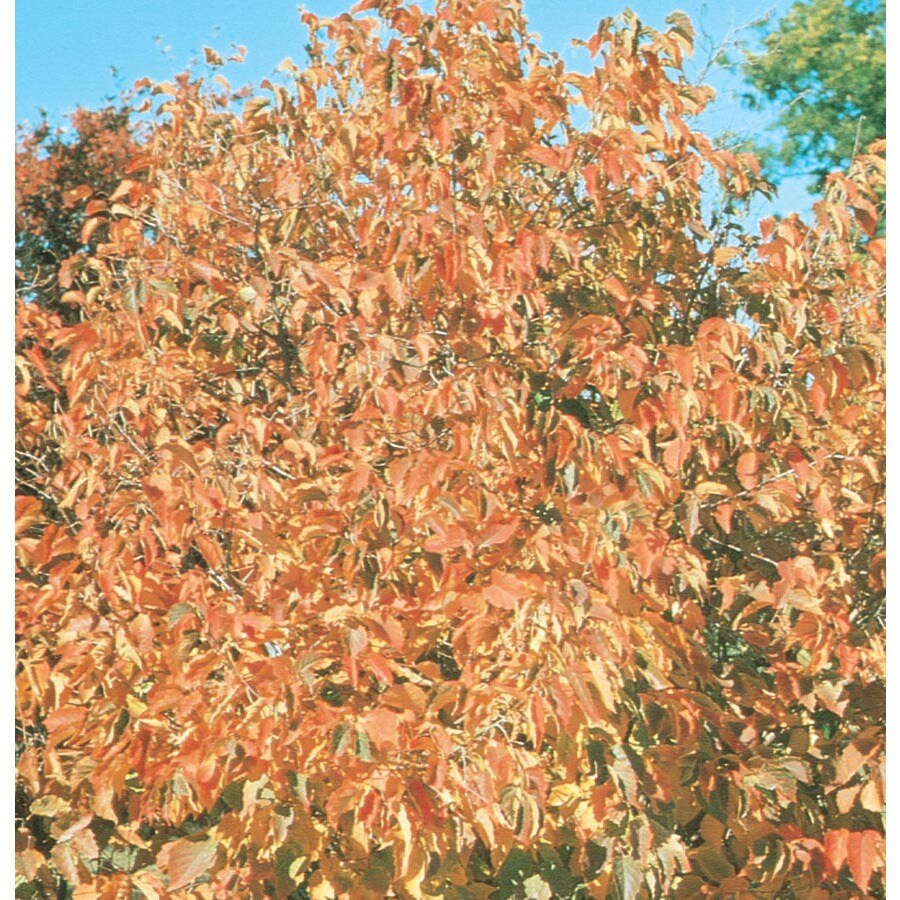 3.5Gallon Red Hazelnut Shade Tree (L4902) at