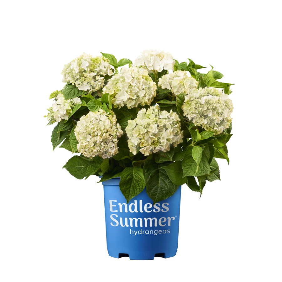 Endless Summer 2.5-Gallon White Blushing Bride Bigleaf Hydrangea ...