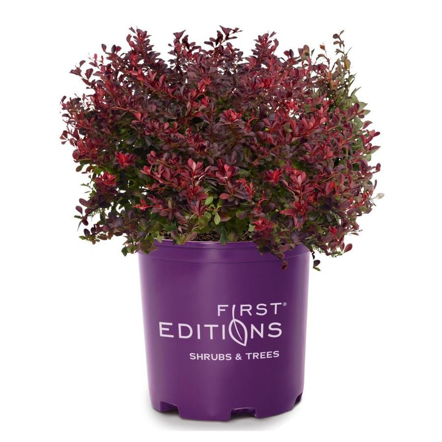 First Editions 1.6-Gallon Cabernet Barberry Foundation/Hedge Shrub in ...