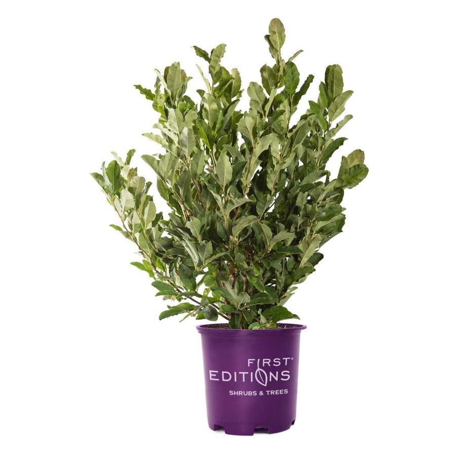 First Editions Plants & Planters at Lowes.com