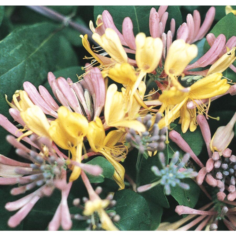2Gallon in Pot Gold Flame Honeysuckle Espalier (L8935) at