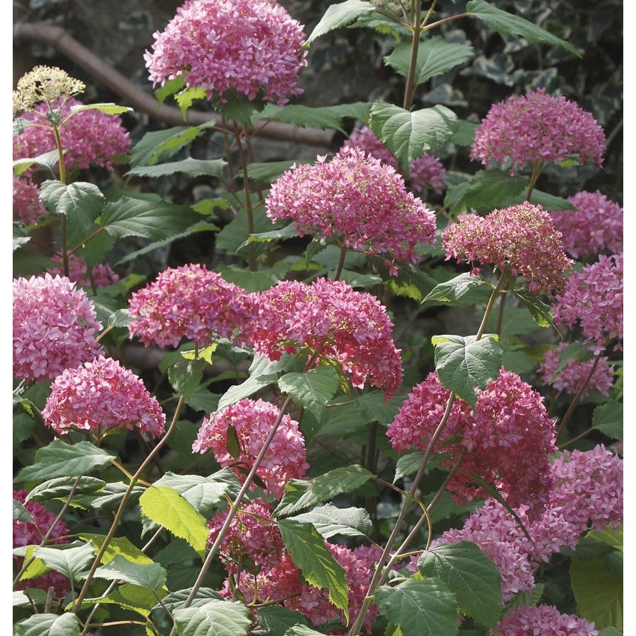 Pink Bella Anna Hydrangea Flowering Shrub in Pot (With Soil) (L24812