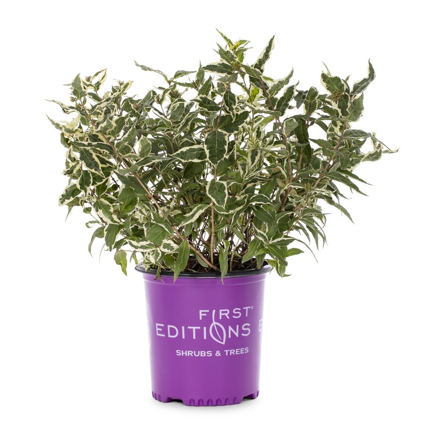 First Editions Shrubs at