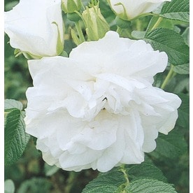 Roses At Lowes 1 6 Gallon Blanc Double De Coubert Rose L21845