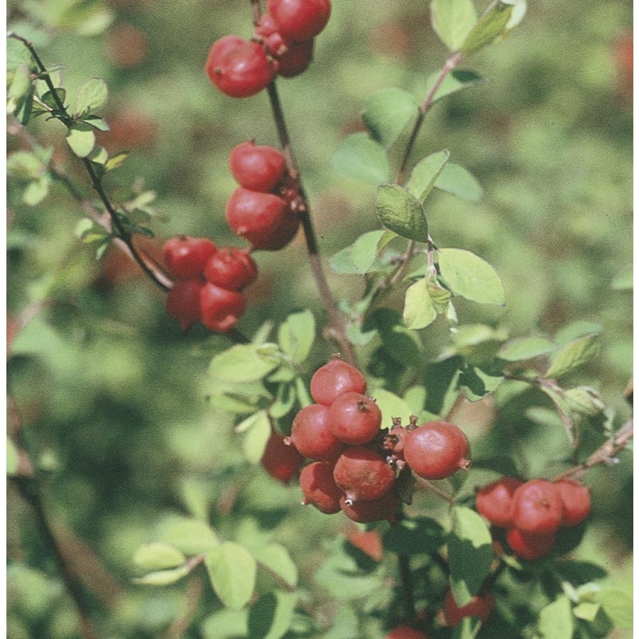 First Editions White Coralberry Flowering Shrub in Pot (With Soil) (L6239)