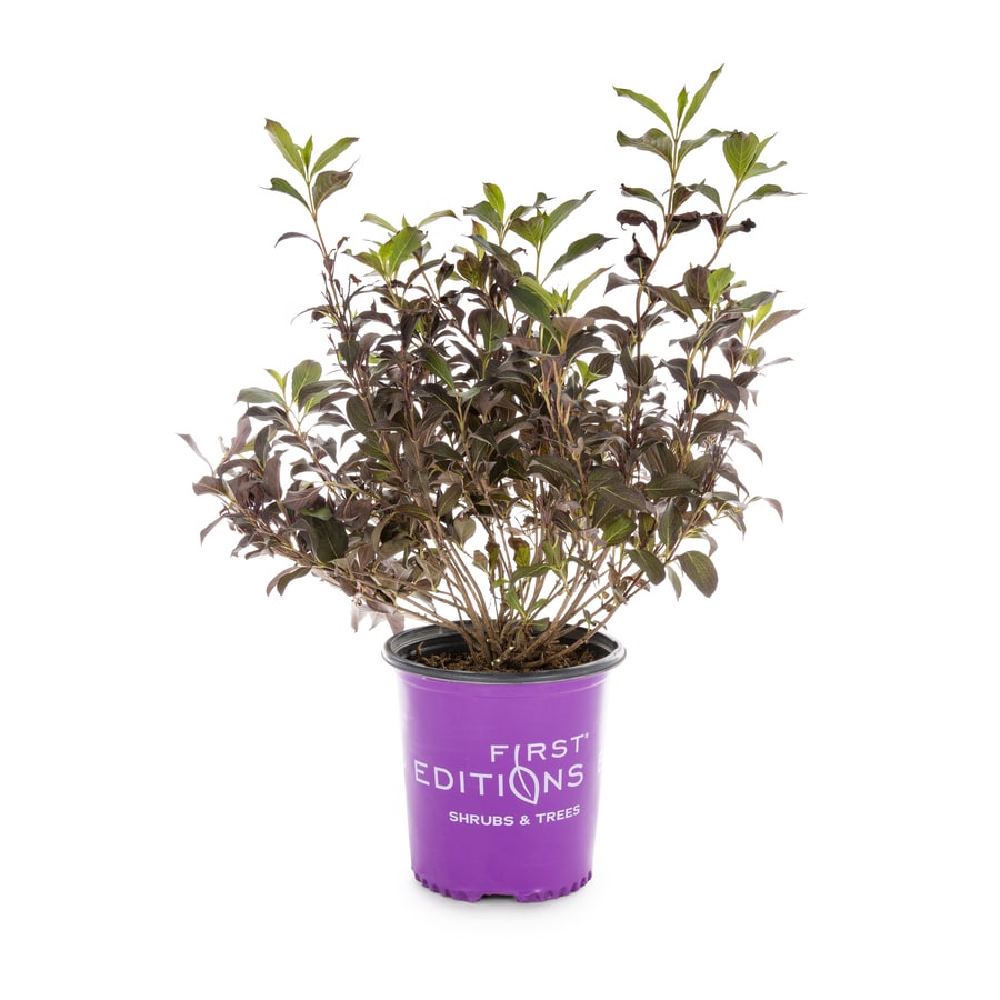 First Editions 1.6Gallon Pink Weigela Flowering Shrub in