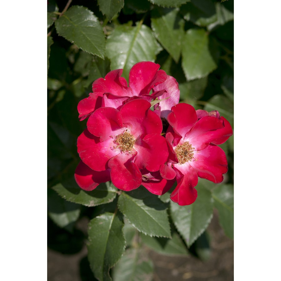 Easy Elegance Red Rose Accent Shrub in Pot (With Soil) at