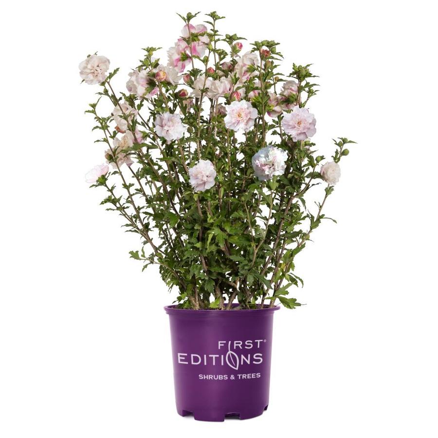 First Editions 2Gallon Pink French Cabaret Hibiscus