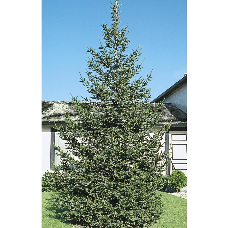 Unbranded SPRNSB78 2.5 IN BB SPRUCE NORWAY