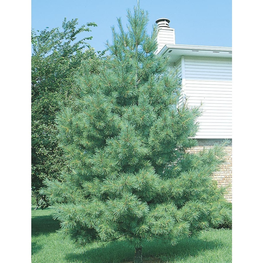  PINWPB78 2.5-Gallon Eastern White Pine Screening Tree (L3619)