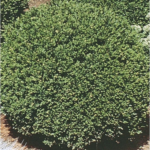 3Gallon Green Gem Boxwood Foundation/Hedge Shrub in Pot (L11260) in