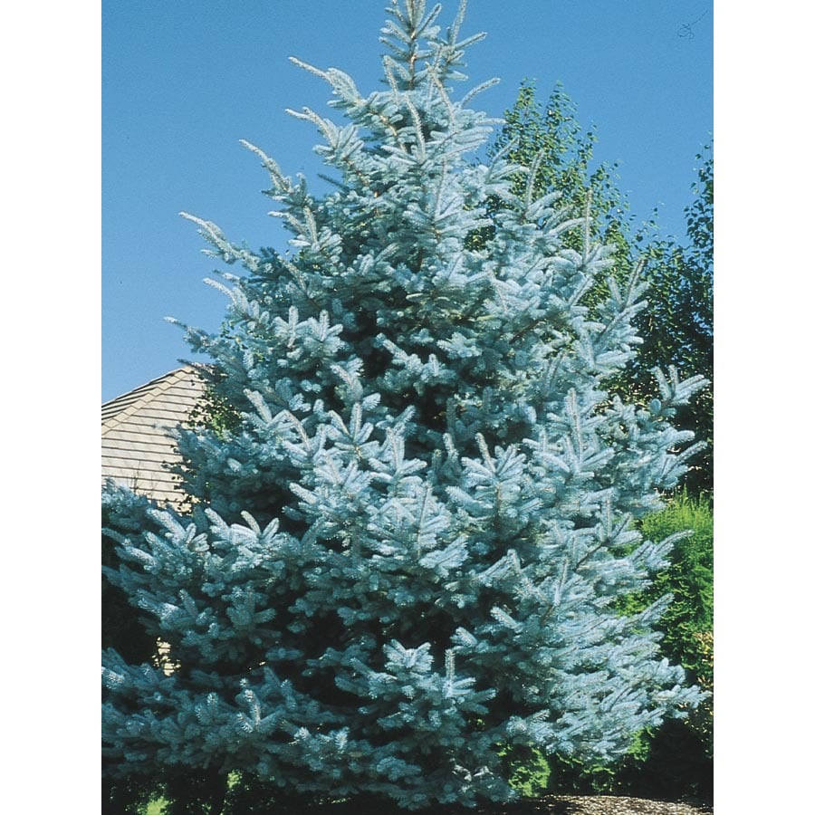  SPRBBB3.0 3-in Baby Blue Colorado Spruce Feature Tree (Lw03826)