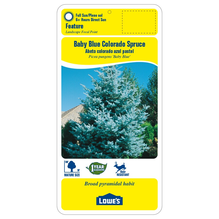  SPRBBB3.0 trees - View #2