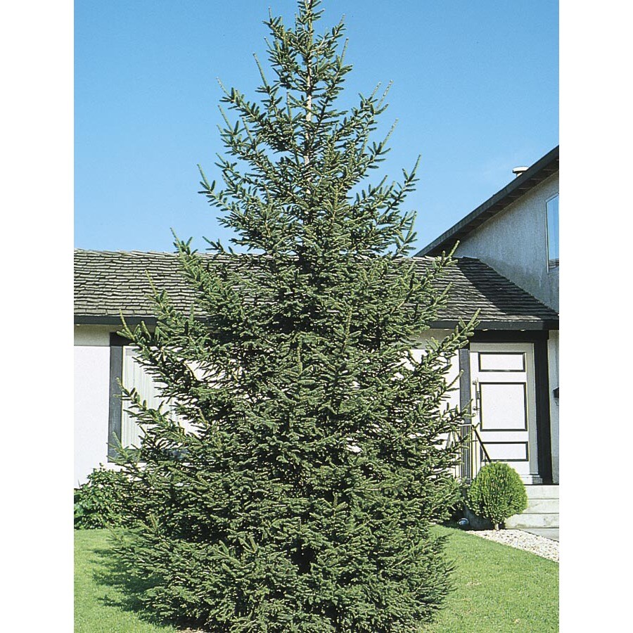  SPRNSB3.0 3-in Norway Spruce Feature Tree (L1244)