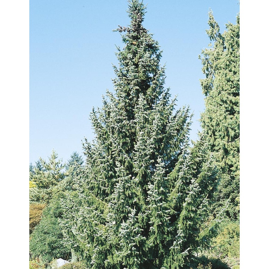 3in Serbian Spruce Feature Tree (L8655) at