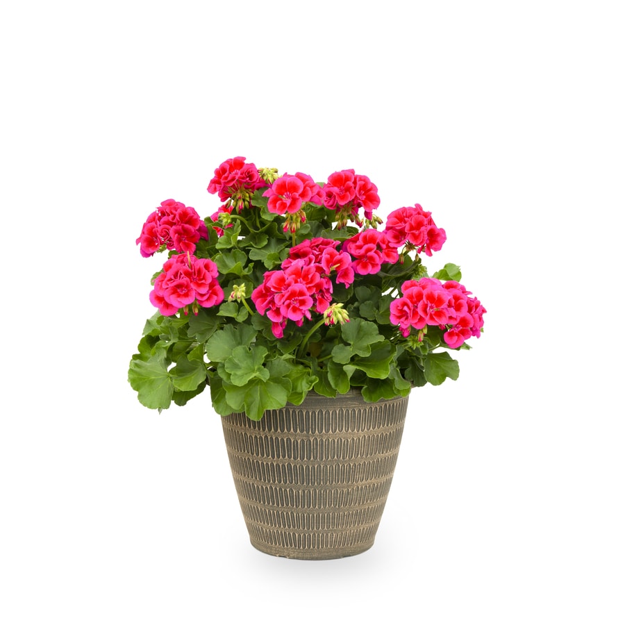 3-Gallon Multicolor Geranium in Planter (L5450) at Lowes.com