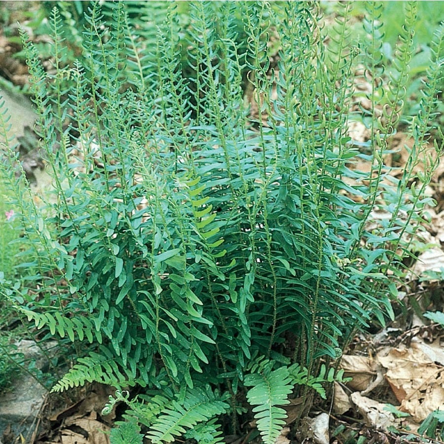 2.5-Quart in Pot Christmas Fern (L5524)