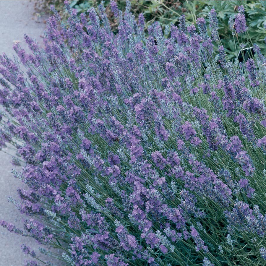 2Gallon in Planter English Lavender (L6071) in the Perennials