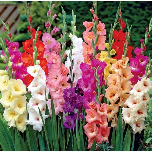 Mixed Gladiolus Bulbs (Lb027b) in the Plant Bulbs department at Lowes.com