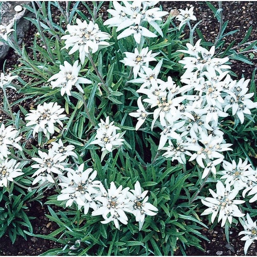 1Pint in Pot Edelweiss (L26950) in the Perennials department at