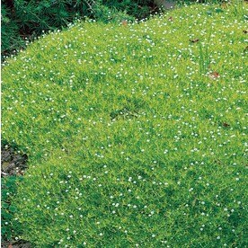 Ground Cover at Lowes.com