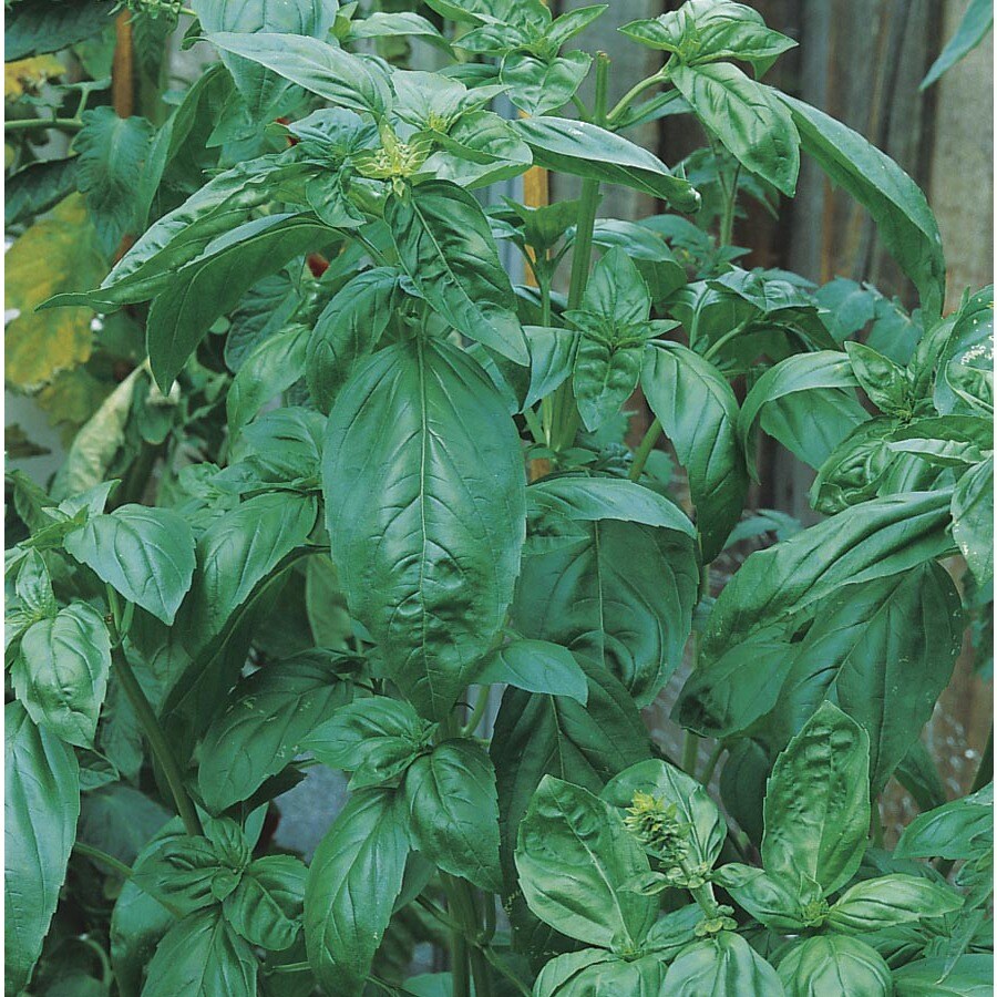 3Quart in Sweet Basil (L16804) in the Herb Plants