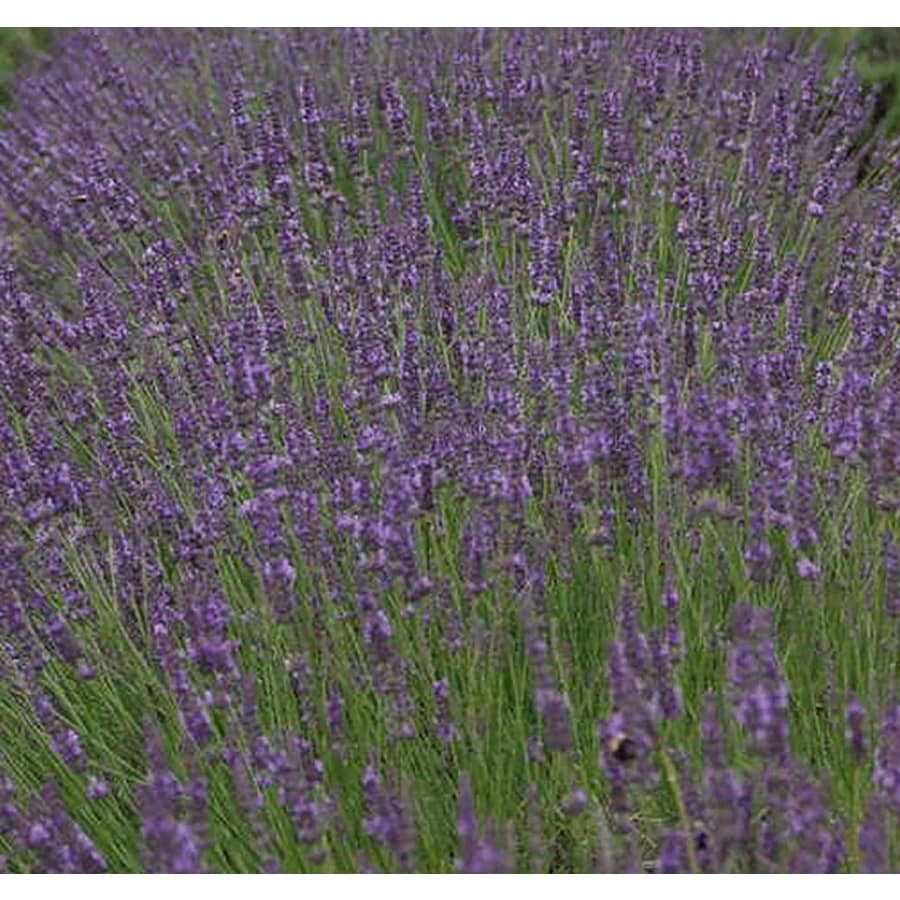 Lowes Lavender Plant Lavender Plant
