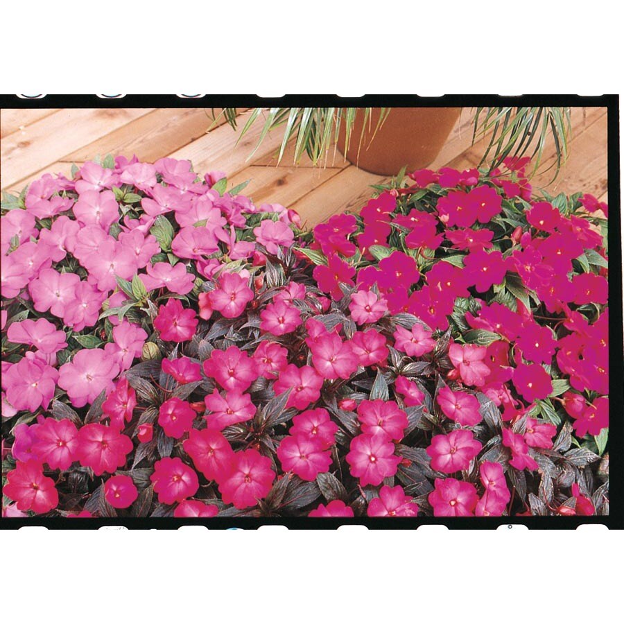 1.25Gallon Multicolor New Guinea Impatiens in (L3080) at