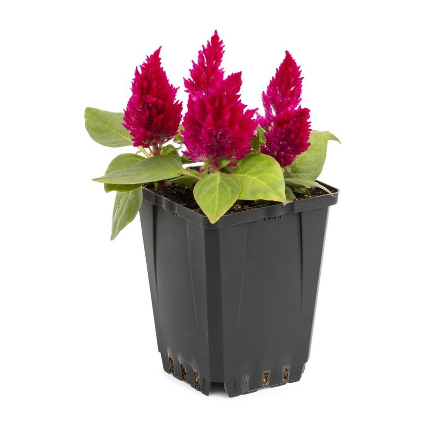 1-Pint Multicolor Celosia in Pot (L17148) at Lowes.com