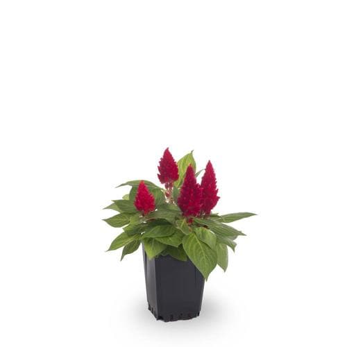 1-Pint Multicolor Celosia in Pot (L17148) in the Annuals department at ...