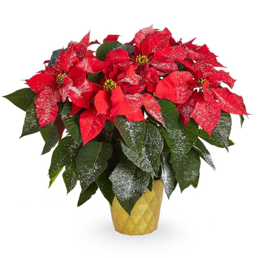 2 Quart Multicolor Poinsettia In Planter In The Annuals Department At