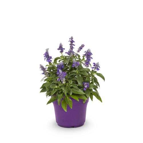 2.35-Quart Purple Salvia in Pot (L17608) in the Annuals department at