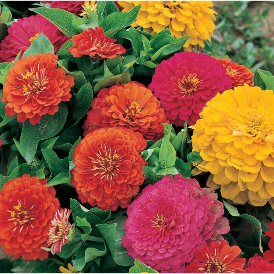 Shop 1Flat Multicolor Zinnia in Tray (L6859) at