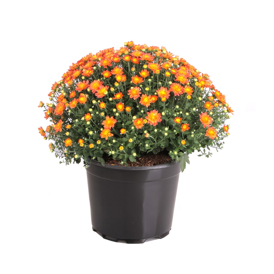 3-Quart Orange Mum in Pot (L17375) at Lowes.com