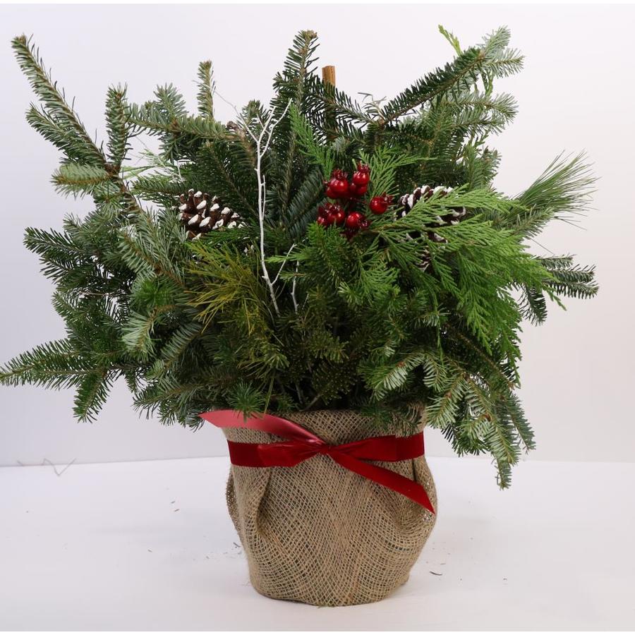 14in Fresh Christmas Potted Greenery with Pinecones with Bow in the Fresh Christmas Decorations