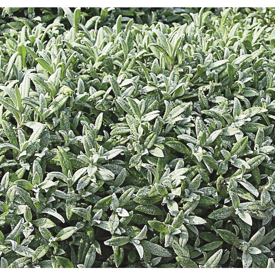 Ground Cover At Com 6 Pack Snow In Summer Tray L24886