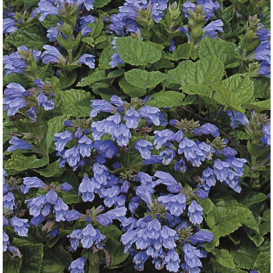 6Pack in Pot Creeping Mint (L25015) in the Perennials department at