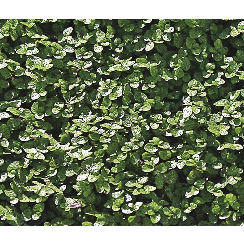 1Pint Baby Tears in Pot (Lw03813) in the Ground Cover department at