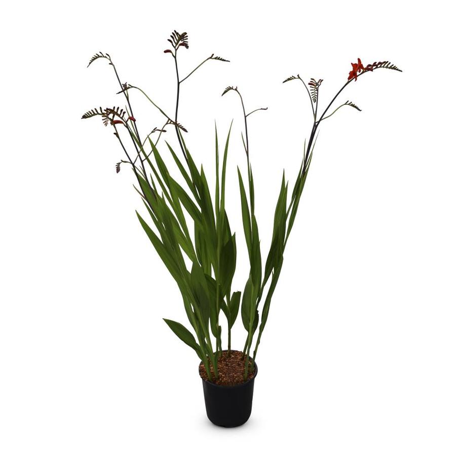 1Gallon Potted Crocosmia (LB21791) at