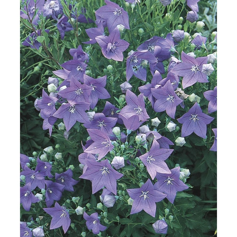 1 Gallon Potted Balloon Flower L5676 At