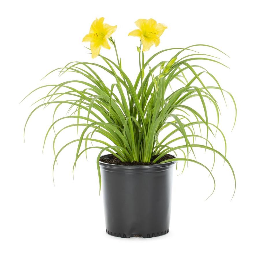 1-Gallon in Daylily (L5786) in the Perennials department at Lowes.com