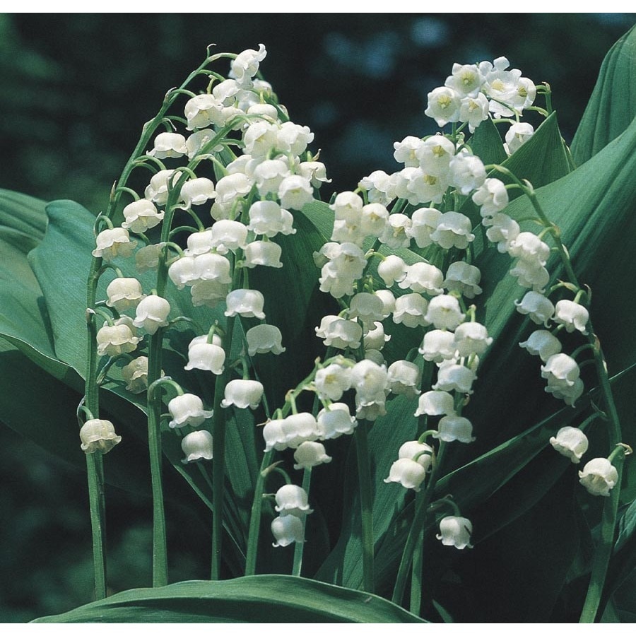 1-Quart in Pot Lily Of The Valley (L8114) in the Perennials department ...