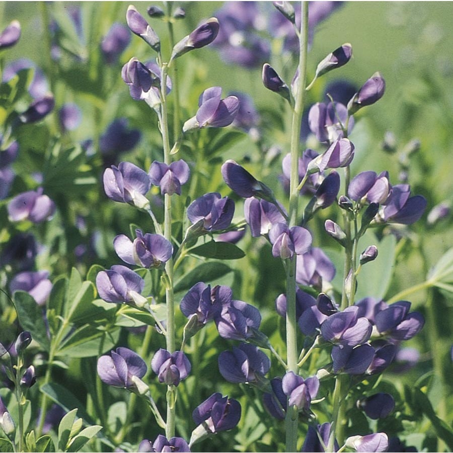 1.5-Gallon Potted False Indigo (L10969) at Lowes.com