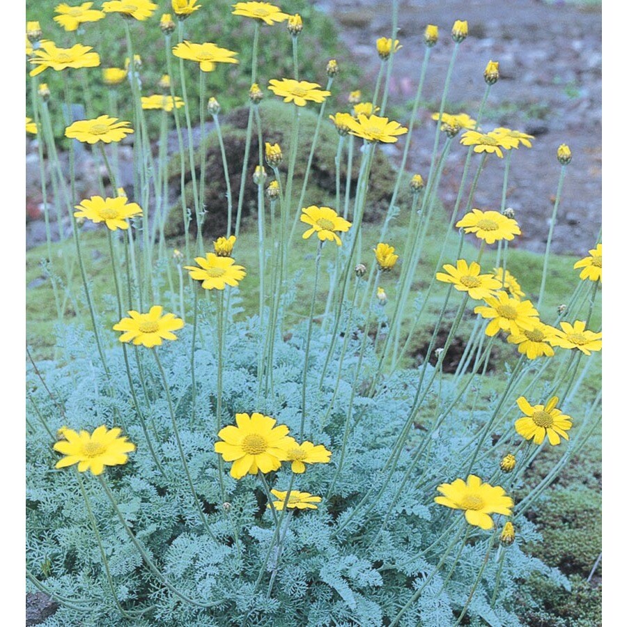 2.25-Gallon in Pot Marshall Chamomile (L15041) at Lowes.com