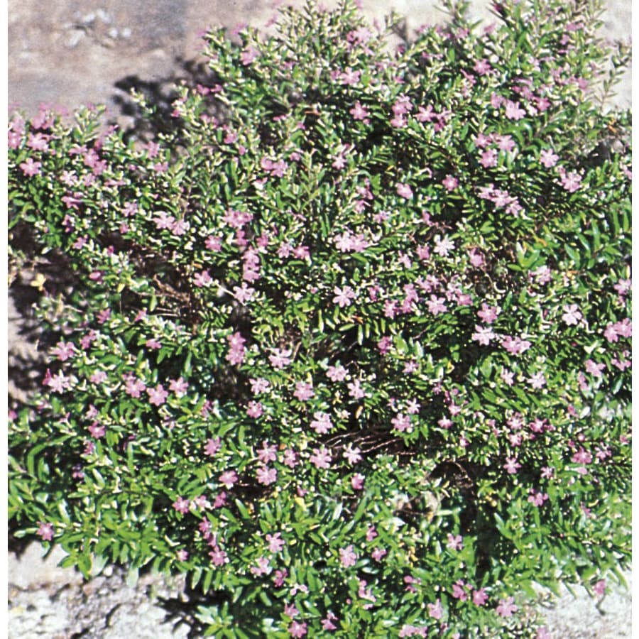 2.25Gallon Purple Mexican Heather (L7071) at