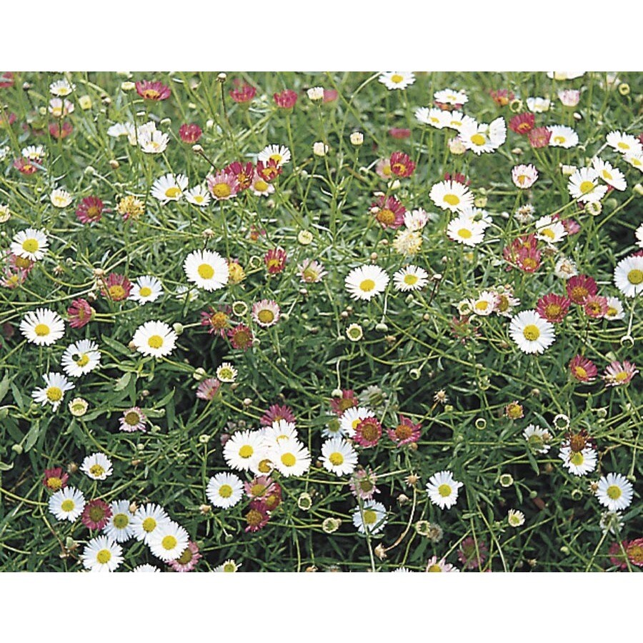 2.25-Gallon in Pot Daisy Fleabane