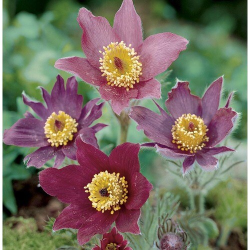 2.25-Gallon in Pot Pasque Flower (L8021) in the Perennials department