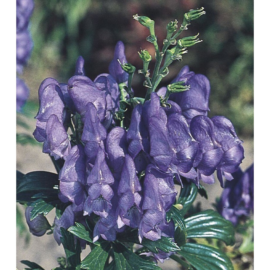 1-Gallon in Pot Monkshood (L14979)